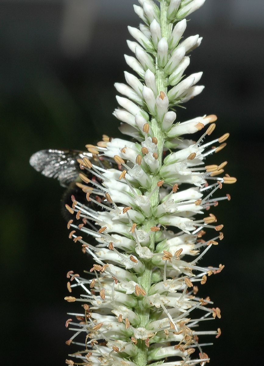 Plantaginaceae Veronicastrum virginicum