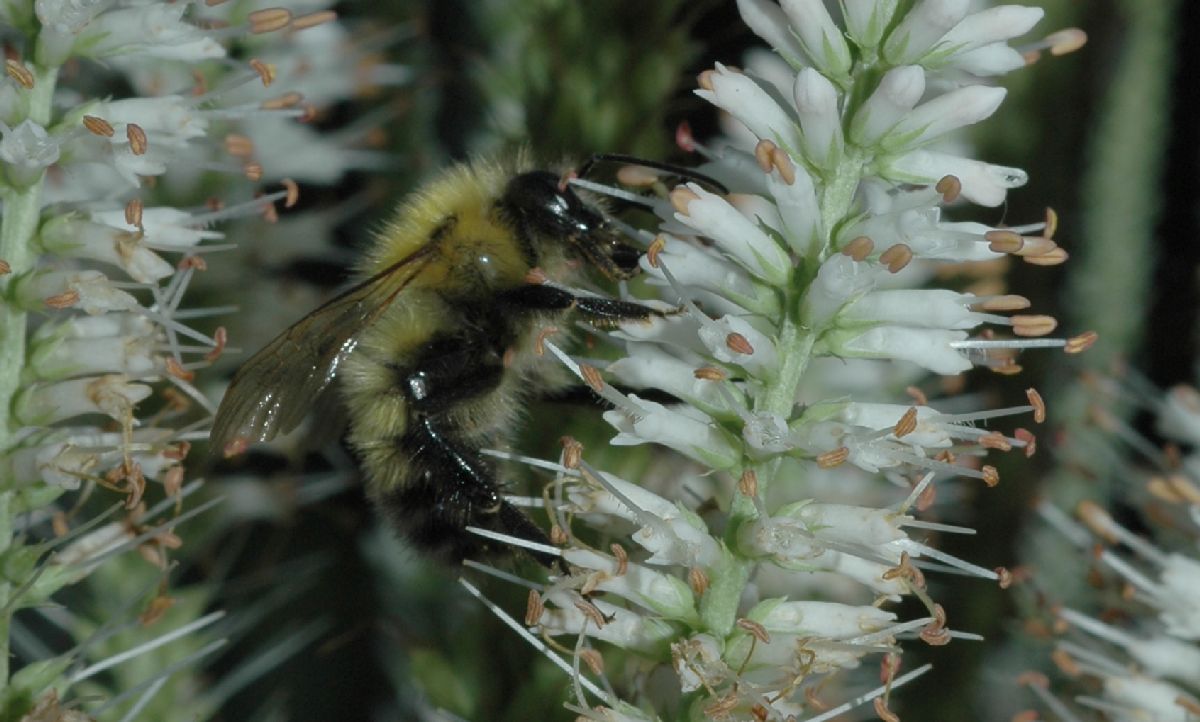 Apidae  