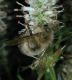 image of Bombus 