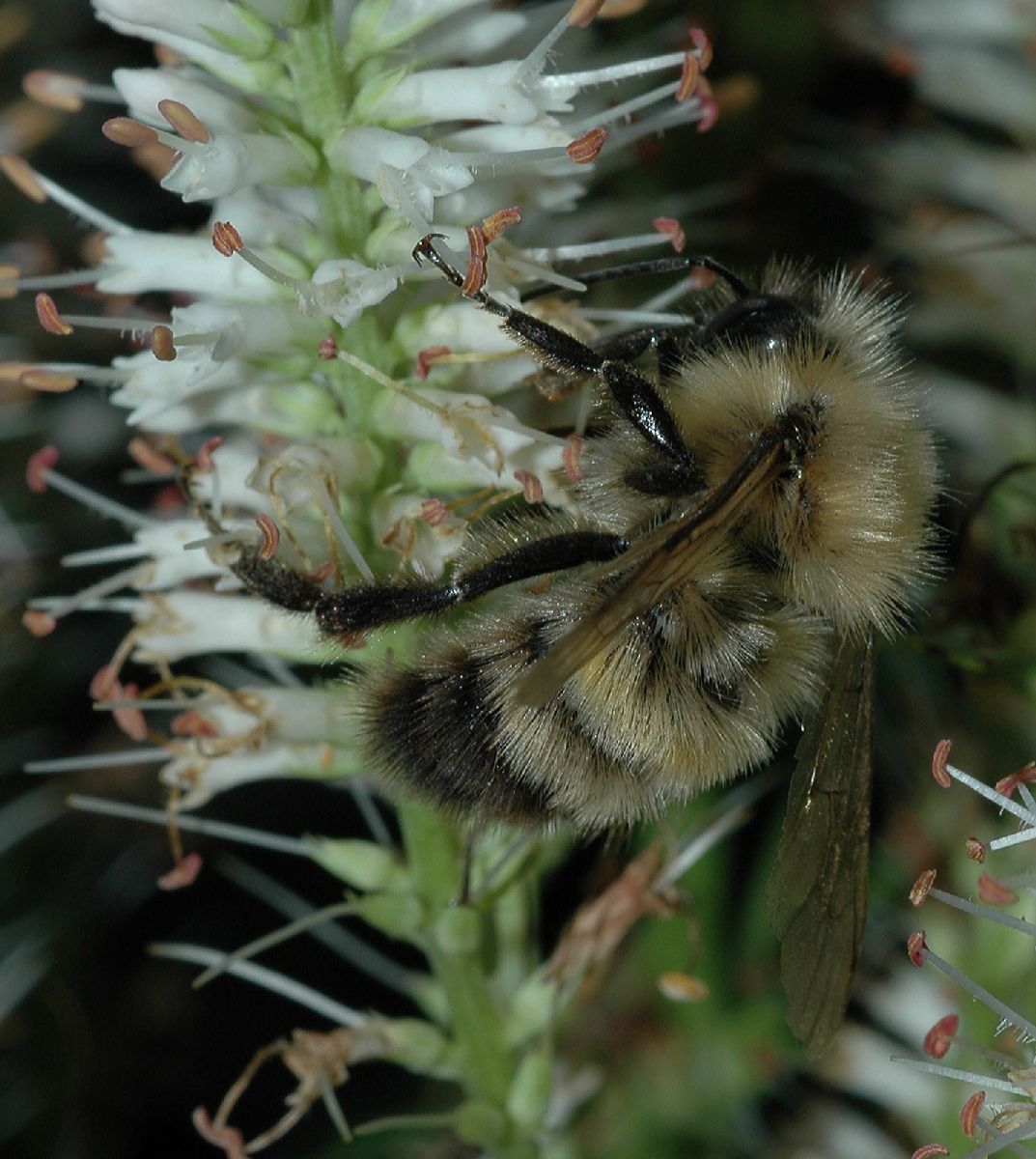 Apidae  