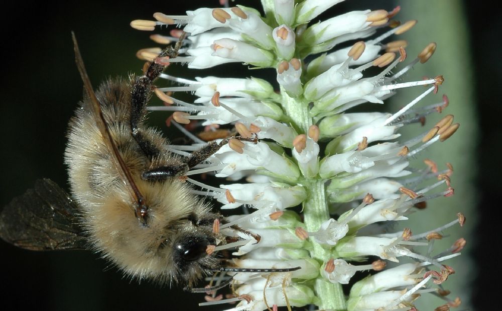 Apidae  