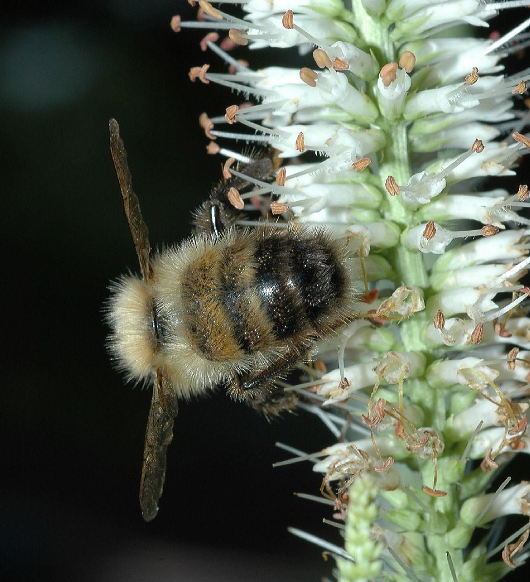 Apidae  