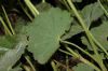 image of Alchemilla mollis
