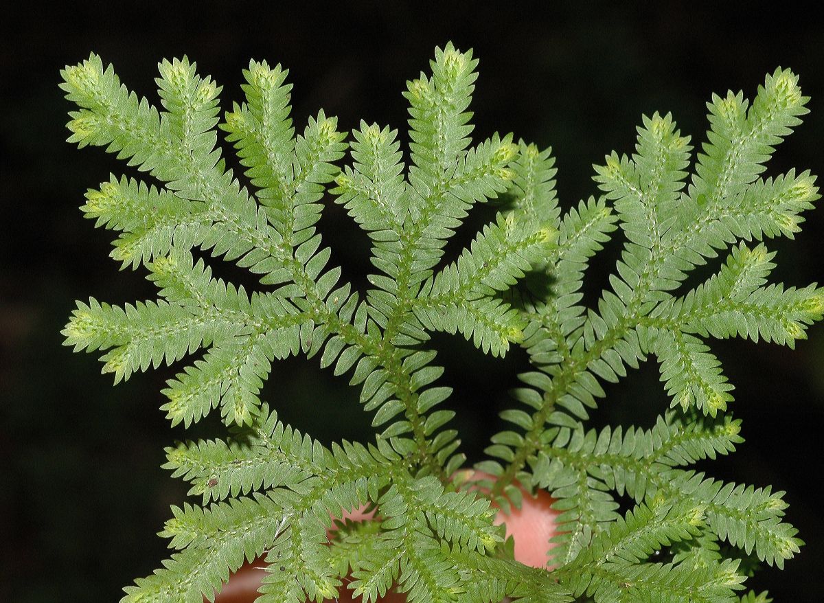 Selaginellaceae Selaginella sertata