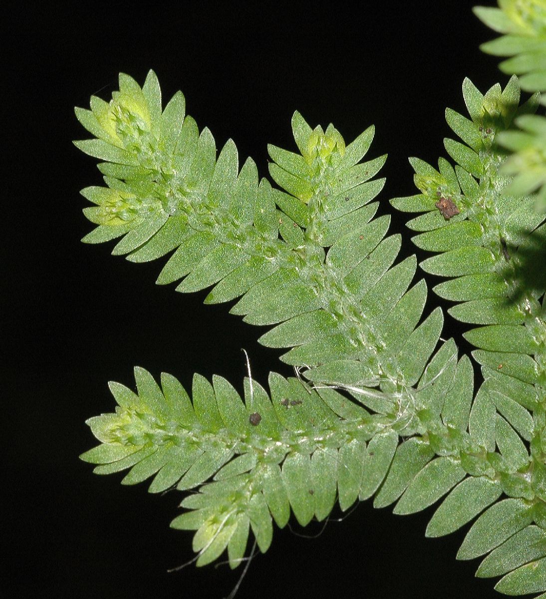 Selaginellaceae Selaginella sertata