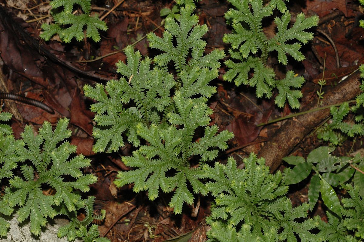 Selaginellaceae Selaginella sertata