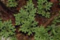 image of Selaginella sertata