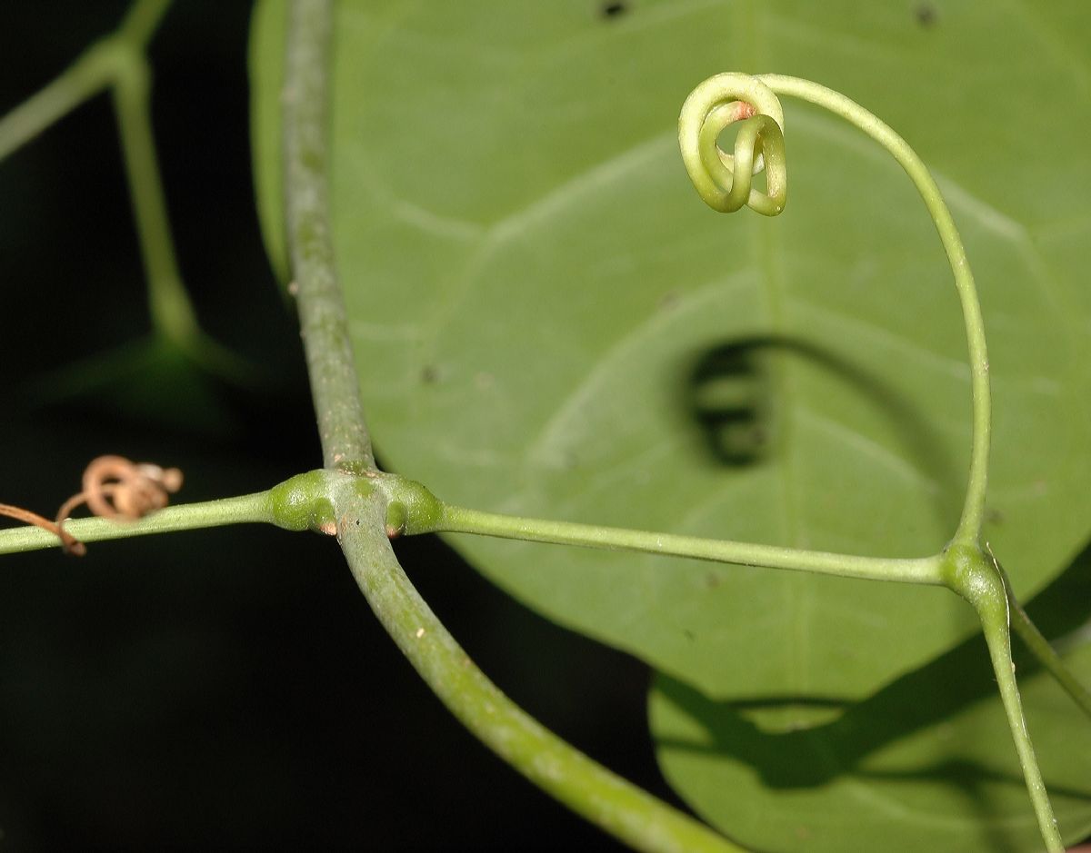 Bignoniaceae Mansoa hymenaea