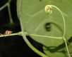 image of Mansoa hymenaea