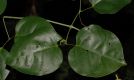image of Mansoa hymenaea