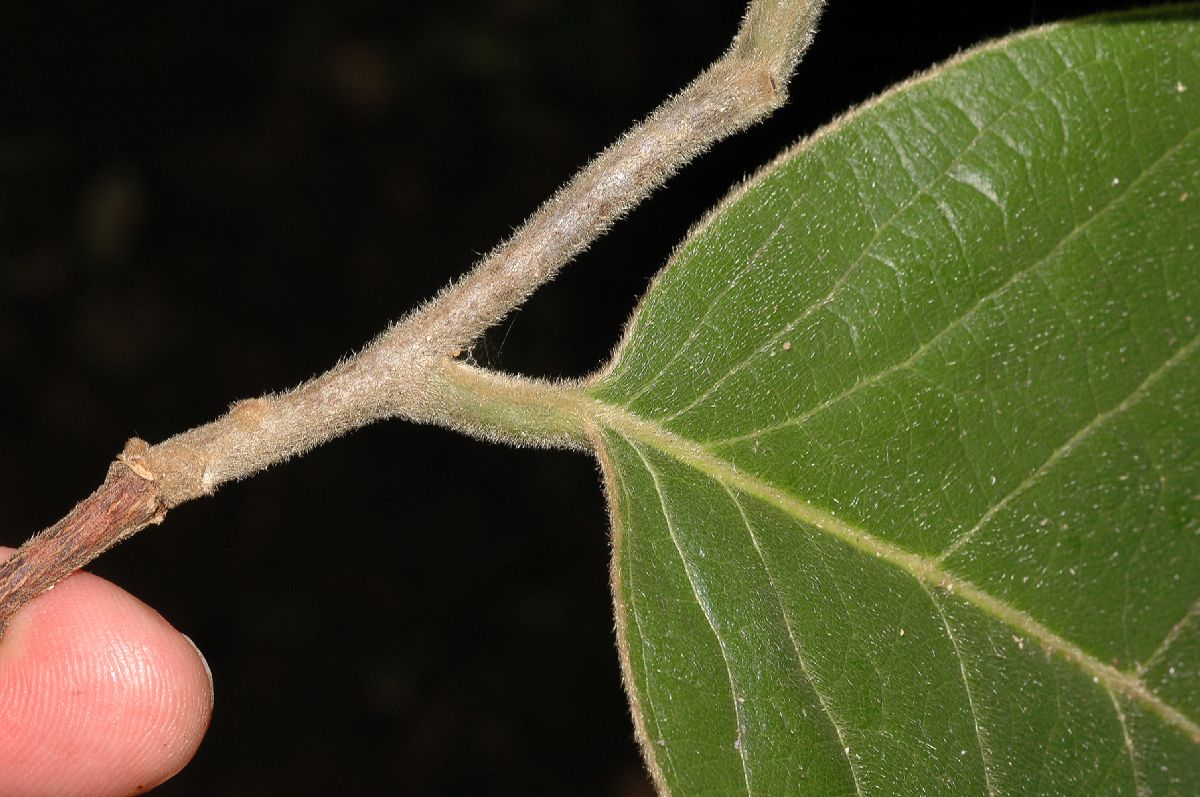 Annonaceae Sapranthus palanga
