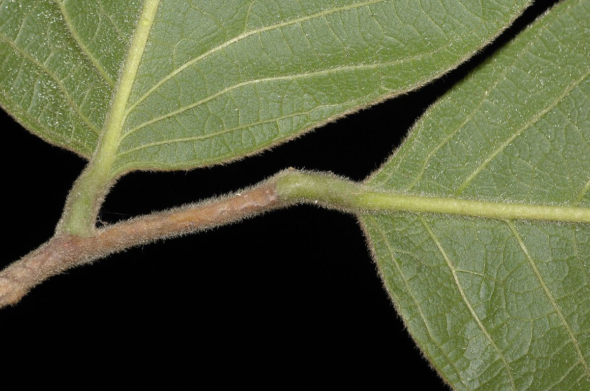 Annonaceae Sapranthus palanga