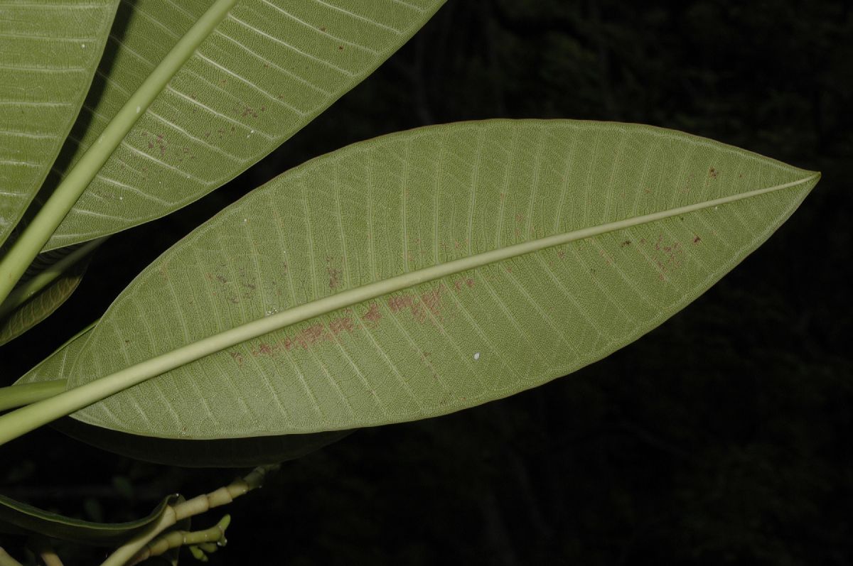 Apocynaceae Plumeria rubra
