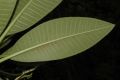 image of Plumeria rubra