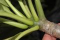 image of Plumeria rubra