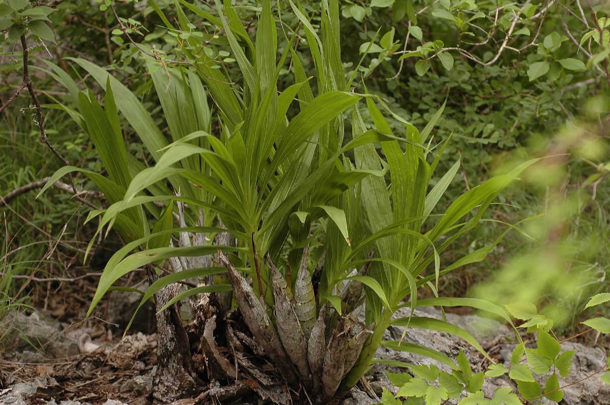 Orchidaceae Cyrtopodium punctatum