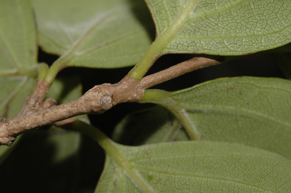 Verbenaceae Rehdera trivervis