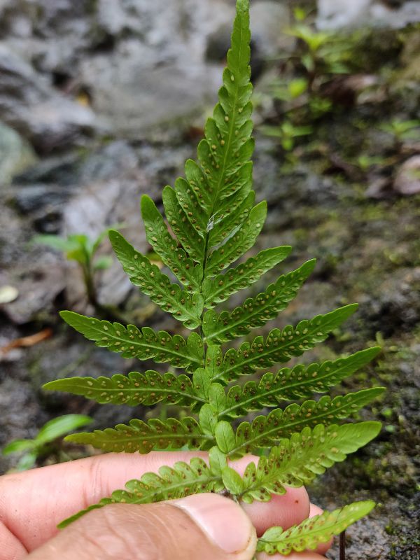 Thelypteridaceae Amauropelta fluminalis