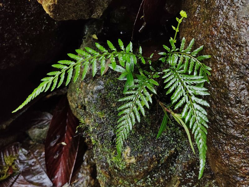 Thelypteridaceae Amauropelta fluminalis