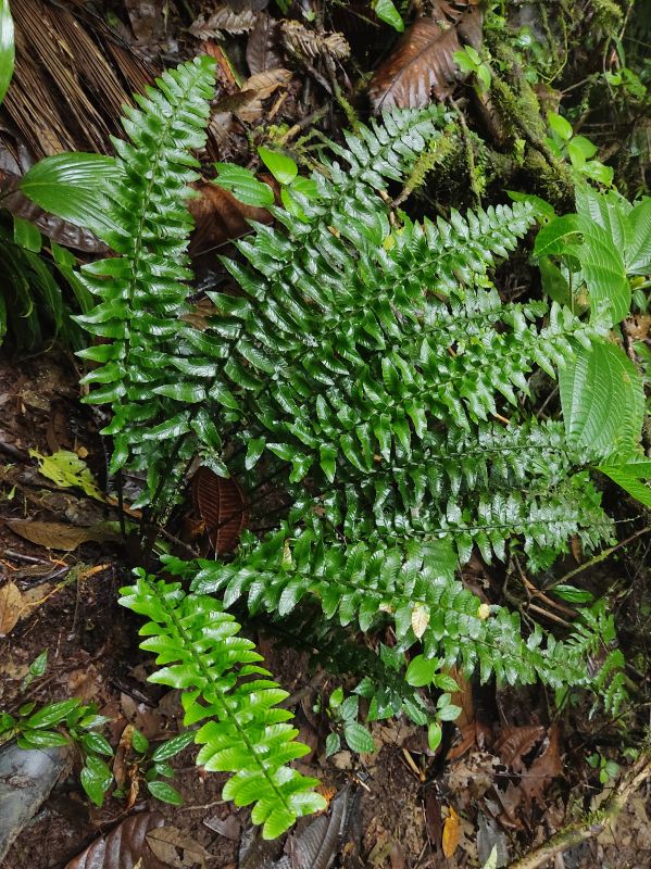 Athyriaceae Diplazium seemannii