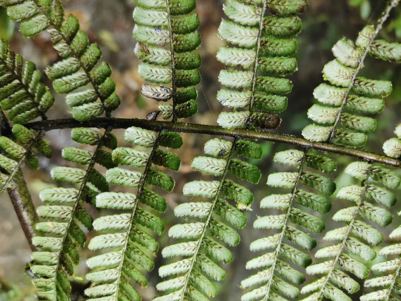 Athyriaceae Diplazium 
