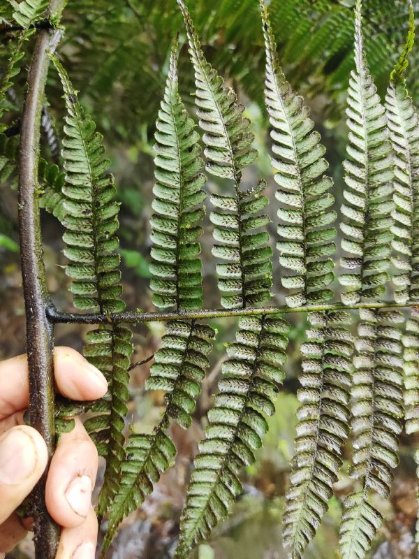 Athyriaceae Diplazium 