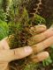 image of Lellingeria major