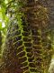 image of Lellingeria major