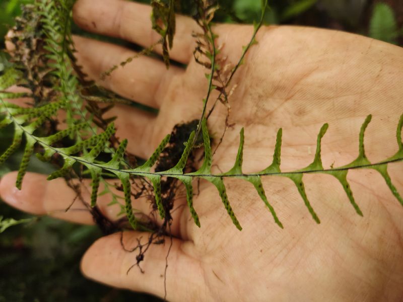 Grammitidaceae Lellingeria major