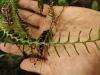 image of Lellingeria major