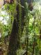 image of Lellingeria major