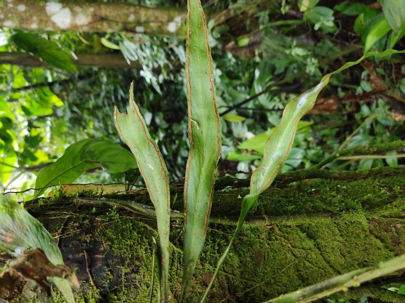 Pteridaceae Radiovittaria remota