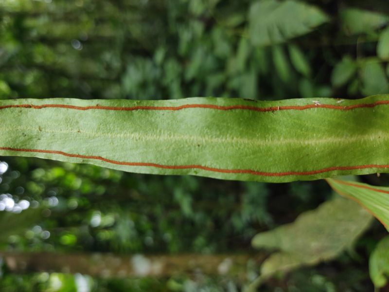 Pteridaceae Radiovittaria remota