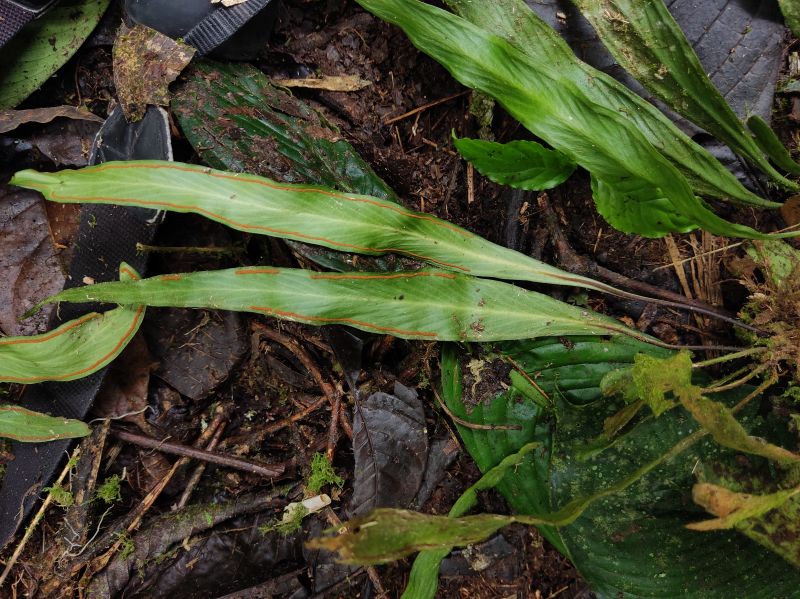 Pteridaceae Radiovittaria remota