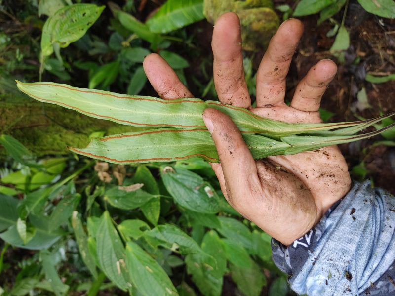 Pteridaceae Radiovittaria remota