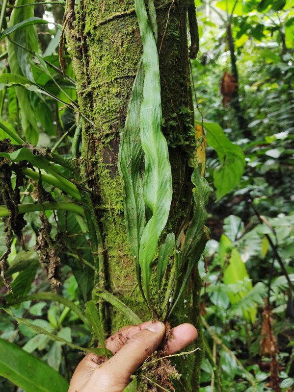 Pteridaceae Radiovittaria remota