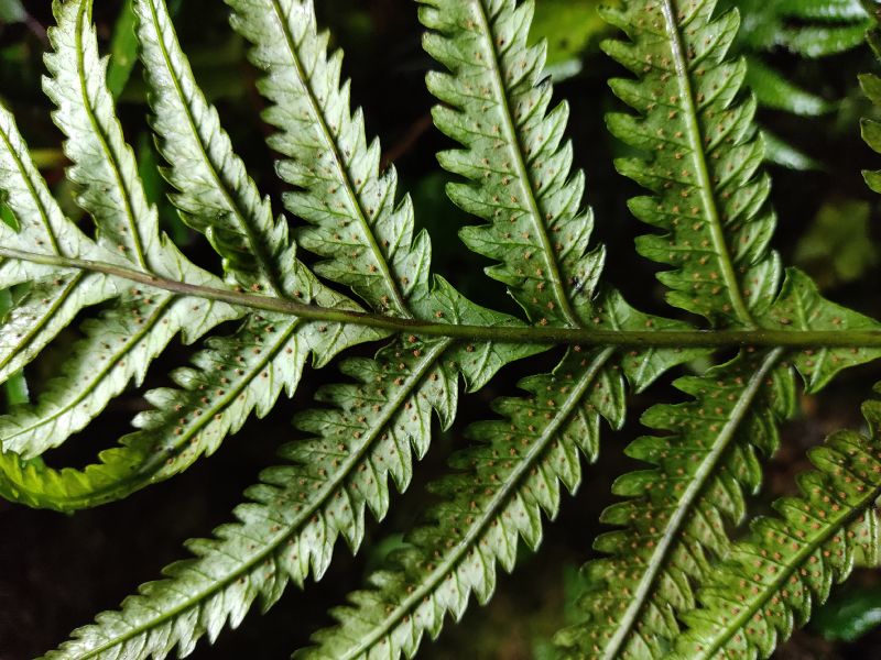 Dryopteridaceae Stigmatopteris michaelis