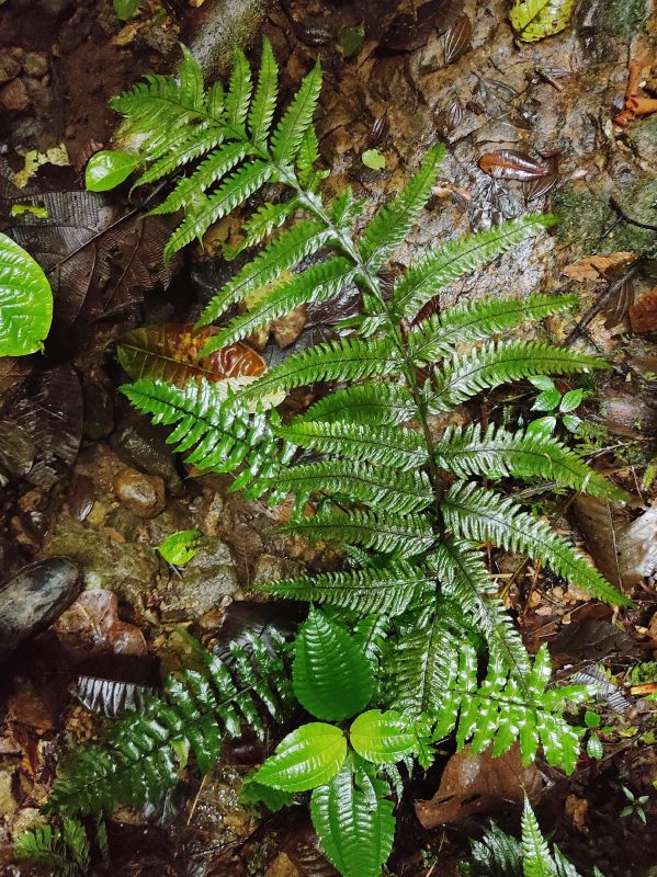 Dryopteridaceae Stigmatopteris michaelis