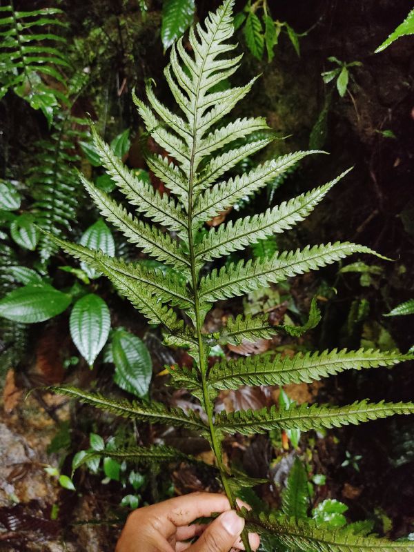 Dryopteridaceae Stigmatopteris michaelis