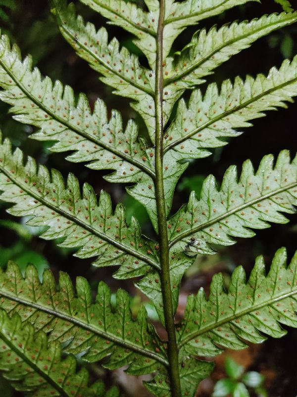 Dryopteridaceae Stigmatopteris michaelis