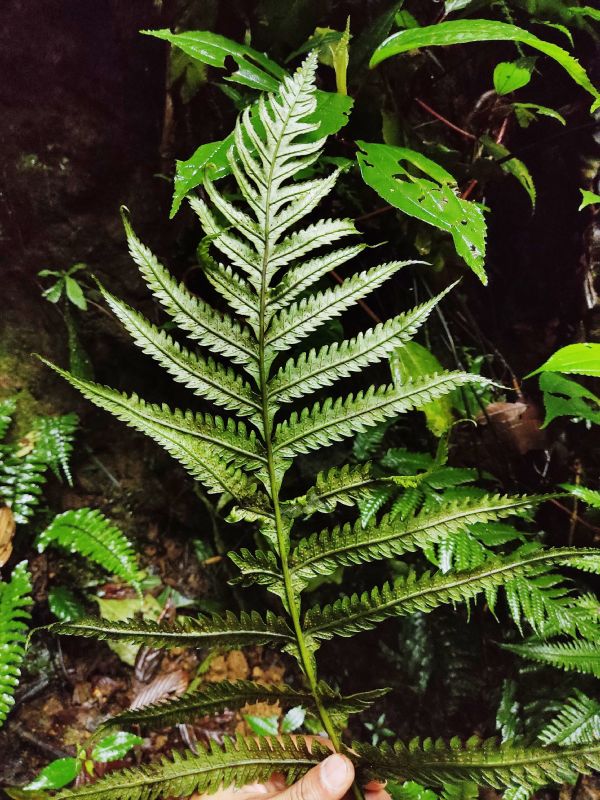 Dryopteridaceae Stigmatopteris michaelis