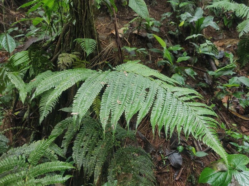 Dryopteridaceae Stigmatopteris sordida