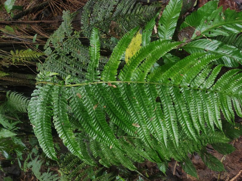 Dryopteridaceae Stigmatopteris sordida