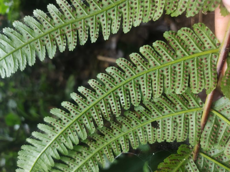 Dryopteridaceae Stigmatopteris sordida