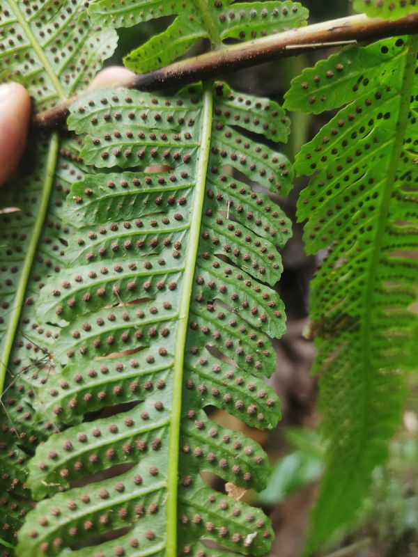 Dryopteridaceae Stigmatopteris sordida