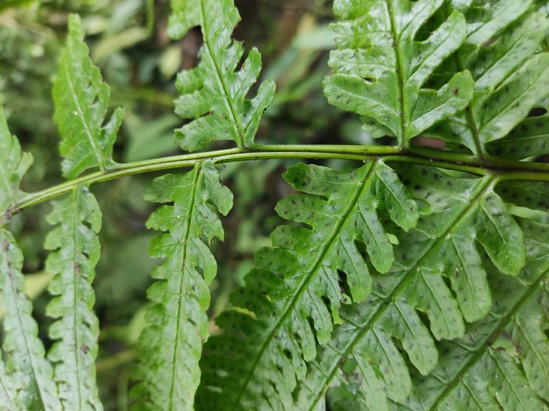 Dryopteridaceae Stigmatopteris sordida