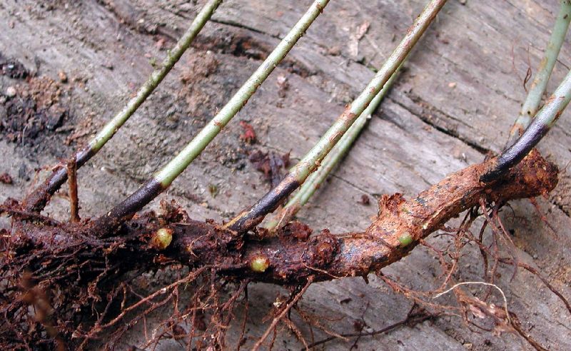 Dryopteridaceae Elaphoglossum biolleyi
