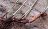 image of Elaphoglossum biolleyi