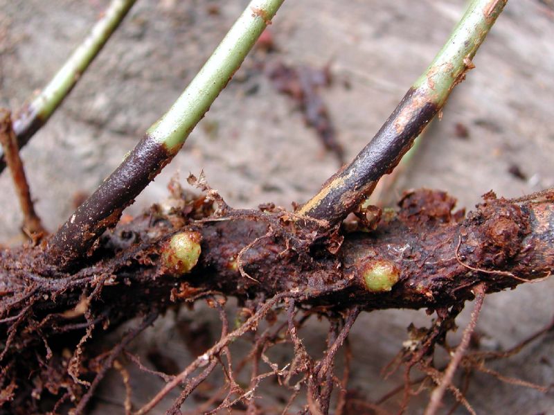 Dryopteridaceae Elaphoglossum biolleyi