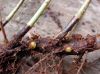 image of Elaphoglossum biolleyi